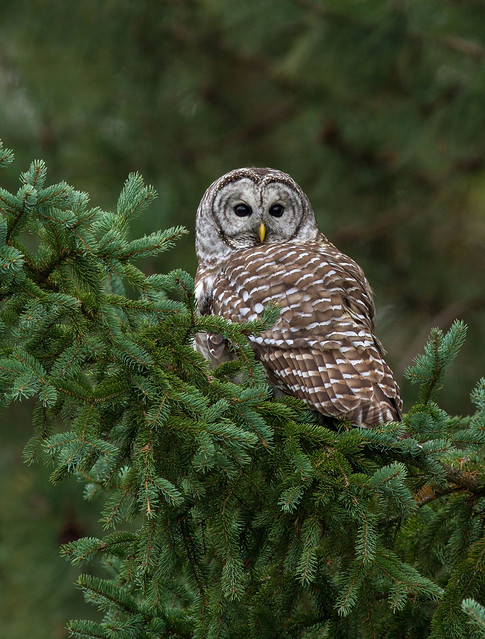 Barred Owl Spruced Up