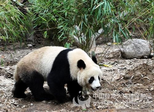 陝西省珍稀野生動物搶救飼養研究中心設立的秦嶺大熊貓野化培訓基地，圖片來源：中國臥龍大熊貓保護網