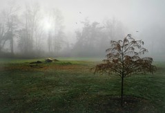 Crawford Park Fog