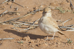 Mørkhalelerke (Bar-tailed Desert Lark)