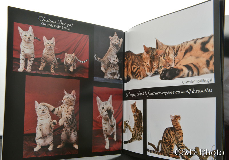 chats Bengal du livre photo sur les chats de race de Cnd Photo