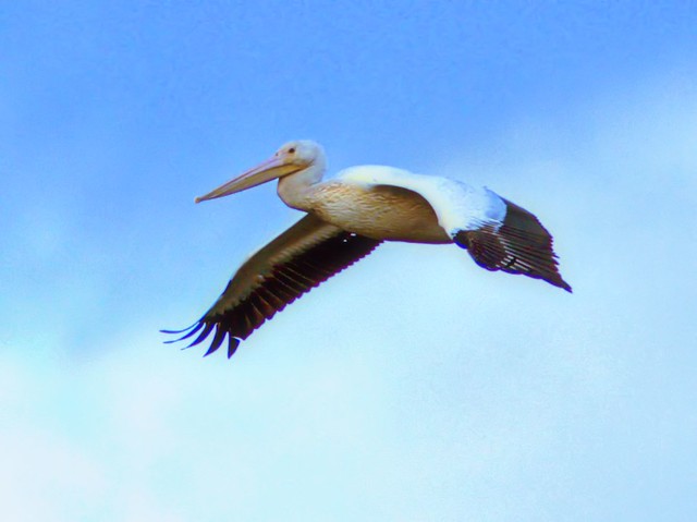 White Pelican HDR 20121127