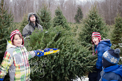Christmas tree quest 2012-3