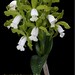 Cattleya leopoldii alba - cultivo Orquidário Linhares