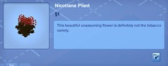 Nicotiana Plant