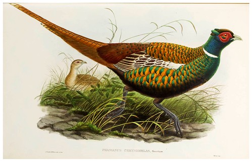 013-Oxus Pheasant-The birds of Asia vol. VII-Gould, J.-Science .Naturalis