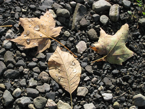 leaves in the driveway