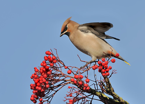 Waxwing3 by Andy Pritchard - Barrowford