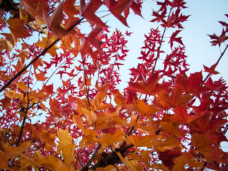 autumn in Seattle