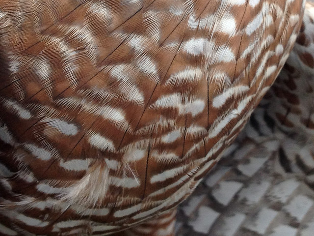 Cooper's Hawk feather beauty