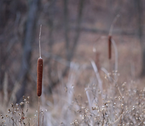 Cattails by paynehollow