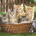 Basketfull of Tabby Kittens