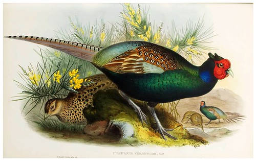 005-Japanese Pheasant-The birds of Asia vol. VII-Gould, J.-Science .Naturalis