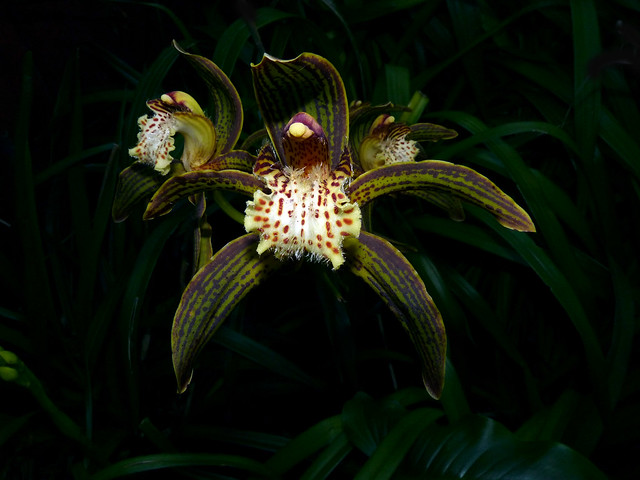 Cymbidium tracyanum 'Citron Sunray' species orchid 11-12