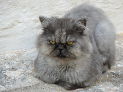 Evil looking cat