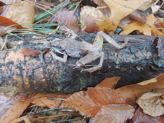 DOR Wood Frog :(
