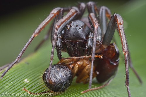 Zodariid ground spider with ant prey IMG_3810 copy