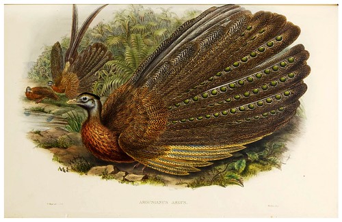 020-Argus Pheasant-The birds of Asia vol. VII-Gould, J.-Science .Naturalis