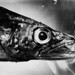 Abbott, Berenice (1898-1991) - 1944 Supersight Fish