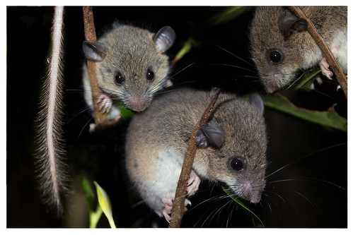 Madagascar rat