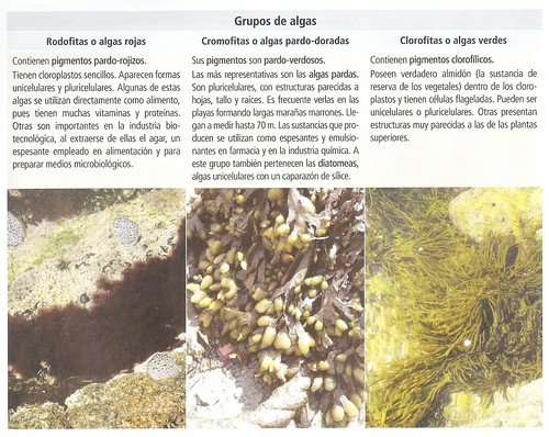 Clasificación de las Algas by Juan Clemente