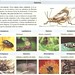 Clasificación de los Insectos