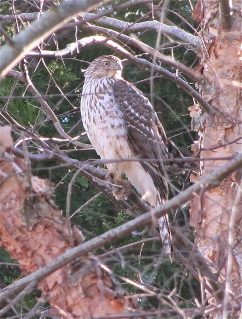 Cooper's Hawk at Lake Junaluska in Haywood County, NC 04