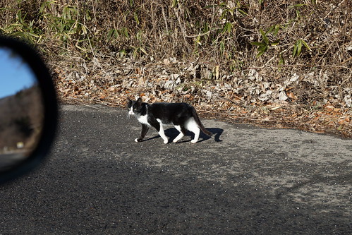 福島県 避難区域の猫