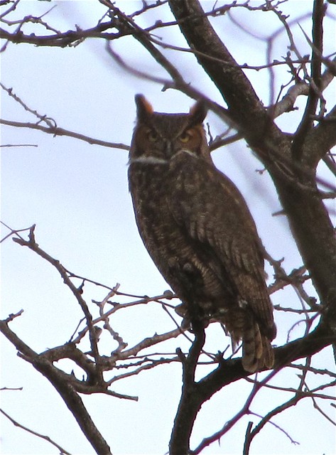 Great Horned Owl in McLean County, IL 05