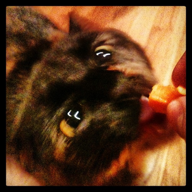 Safi, Rebecca's cat. Cat crazy for sweet potato.