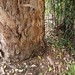 Garden Inventory: Eucalyptus - 09