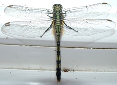 Green Skimmer Dragonfly 