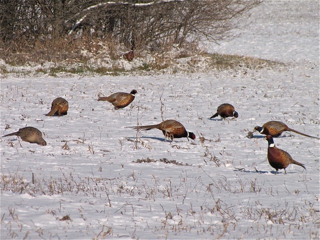 Ring-necked Pheasant at Moraine View State Park 06