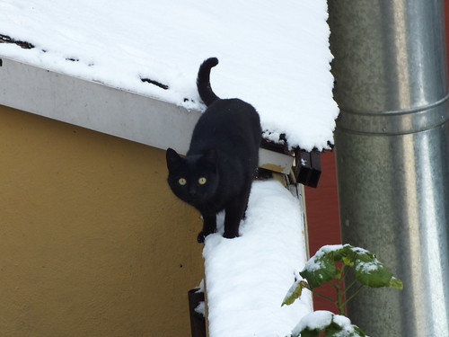 Fekete macska a fehér hóban