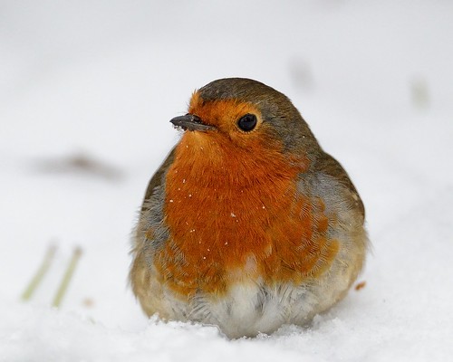 Robin in the snow by Rivertay (more off than on)