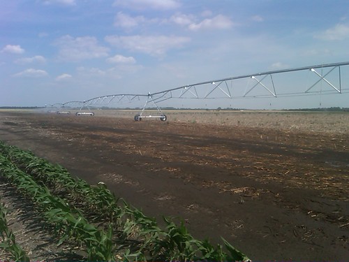 first irrigation
