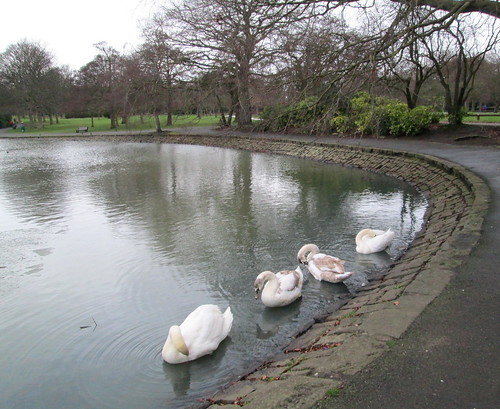The swans 3