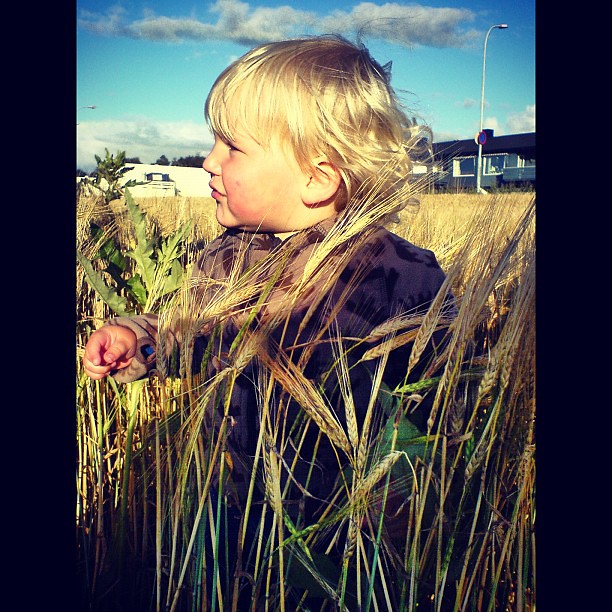 Fineste Olli i kornåkeren #myboy #åker #korn #snarthøst