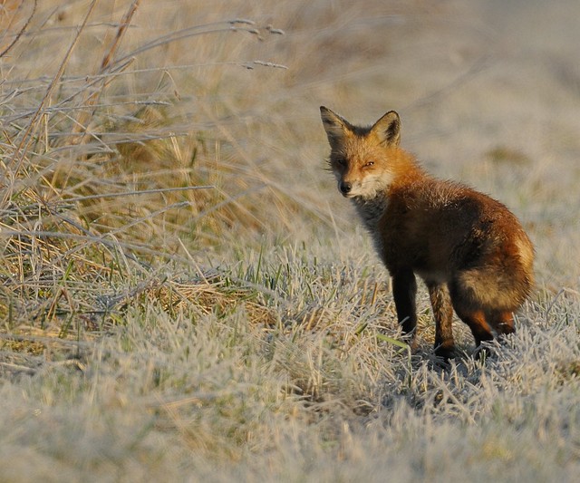 Red Fox on Frosty Morning