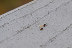 20121209 - Springtails on our Deck