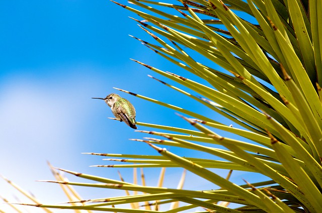Hummingbird on Joshua Tree