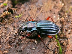 Golden Ground Beetle (Chrysocarabus auronitens)