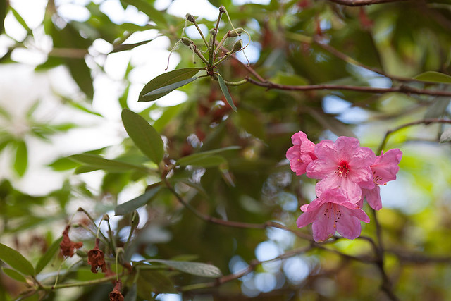 Rhododendron Azma