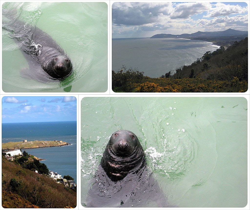 dublin coastline and seals