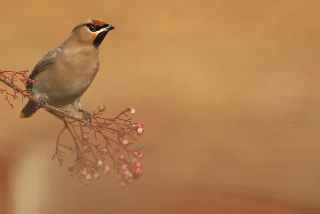 Waxwing- Getting There...