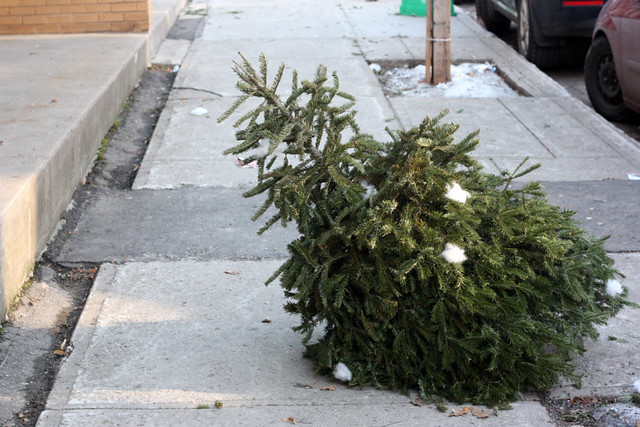 Invasion of Christmas trees on Jan 16
