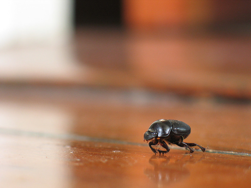 Death beetle of my floor