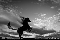 Silhouette 014 - Rearing Horse, Black & White
