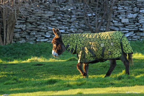 Special Forces Donkeys #9 Camouflage by julian sawyer - Purbeck Footprints
