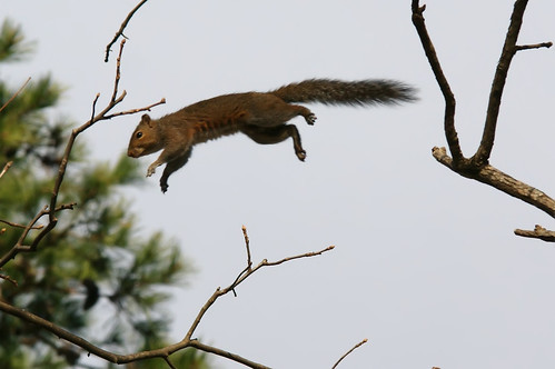flying squirrel by DigiDreamGrafix.com